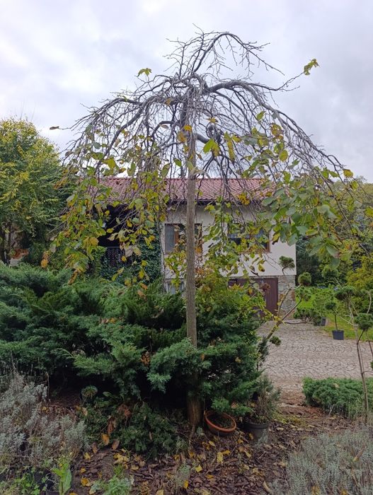 Wiąz Camperdowni szczepiony