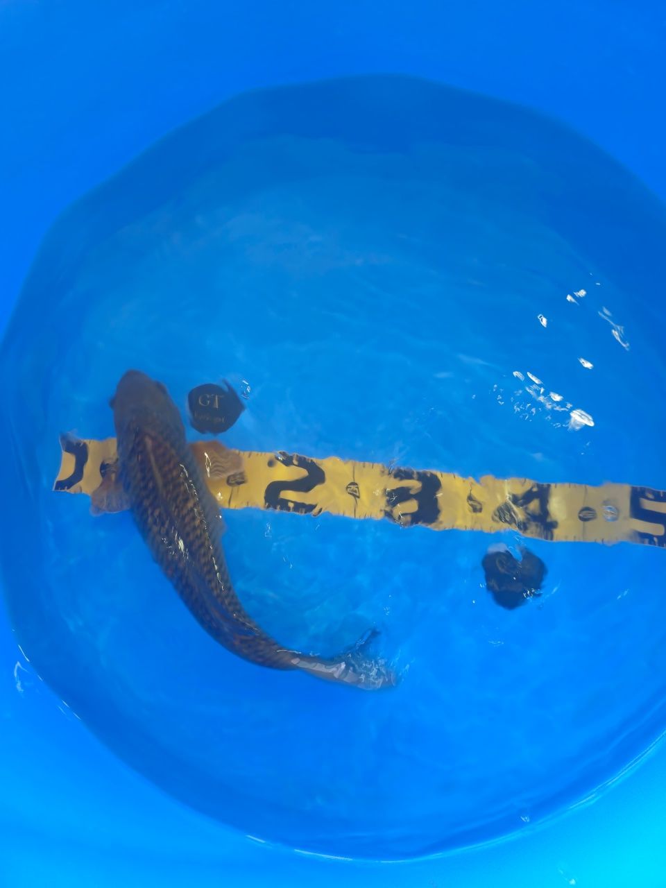 Koi Chagoi Ginrin