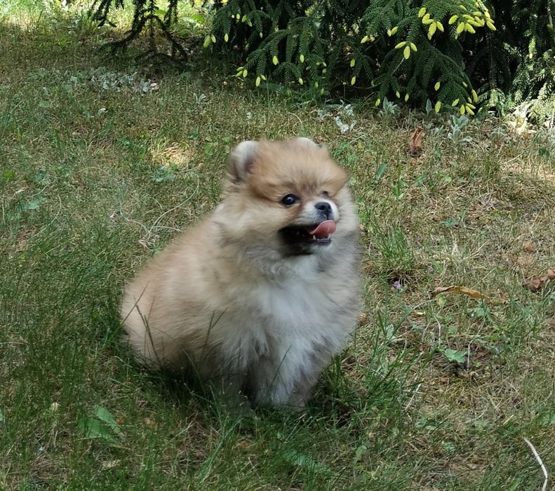 Szpic miniaturowy pomeranian rudy piesek
