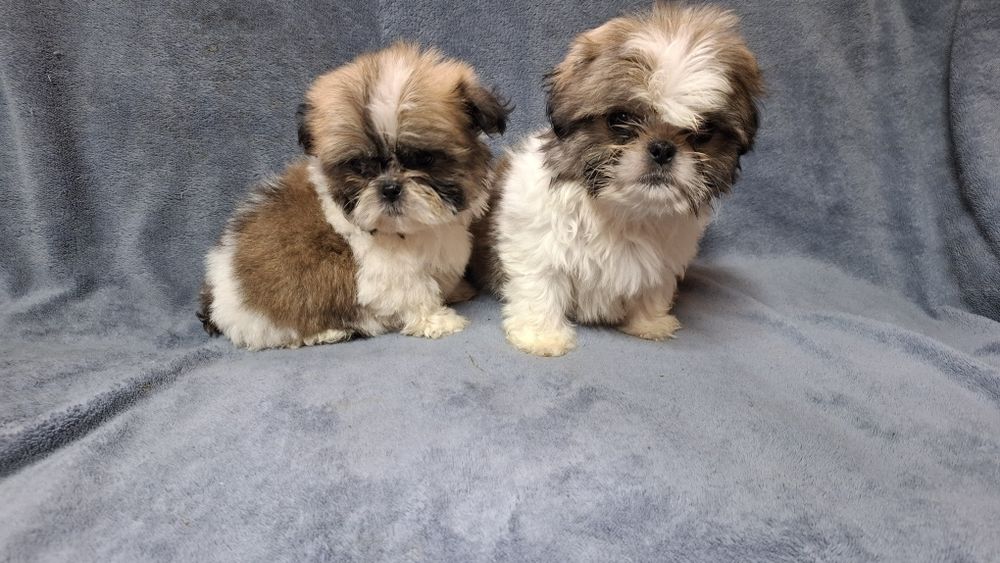 Shih tzu tricolor