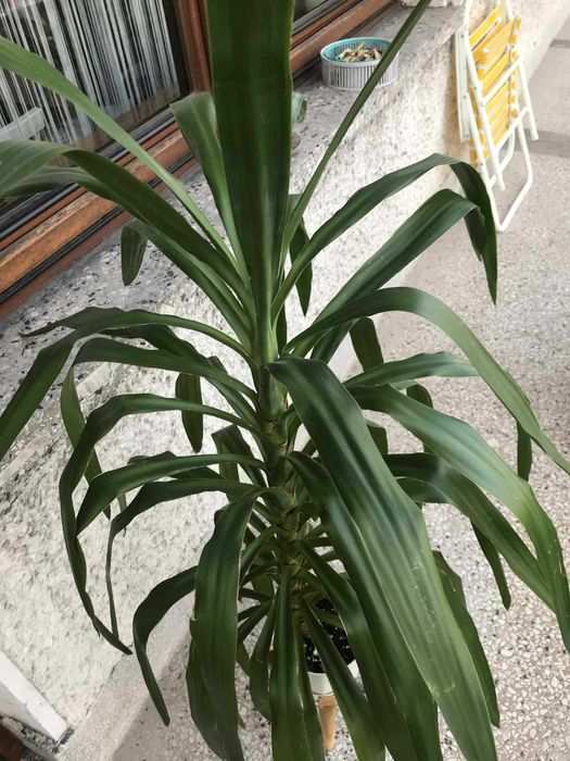 Yuka doniczkowa do soalonu