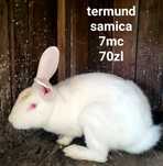 Króle termundzkie