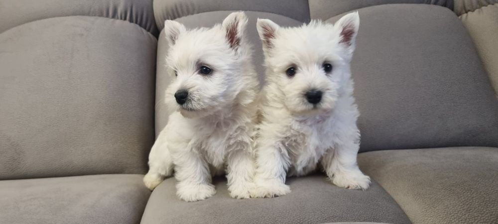 West Highland White Terrier- szczeniak