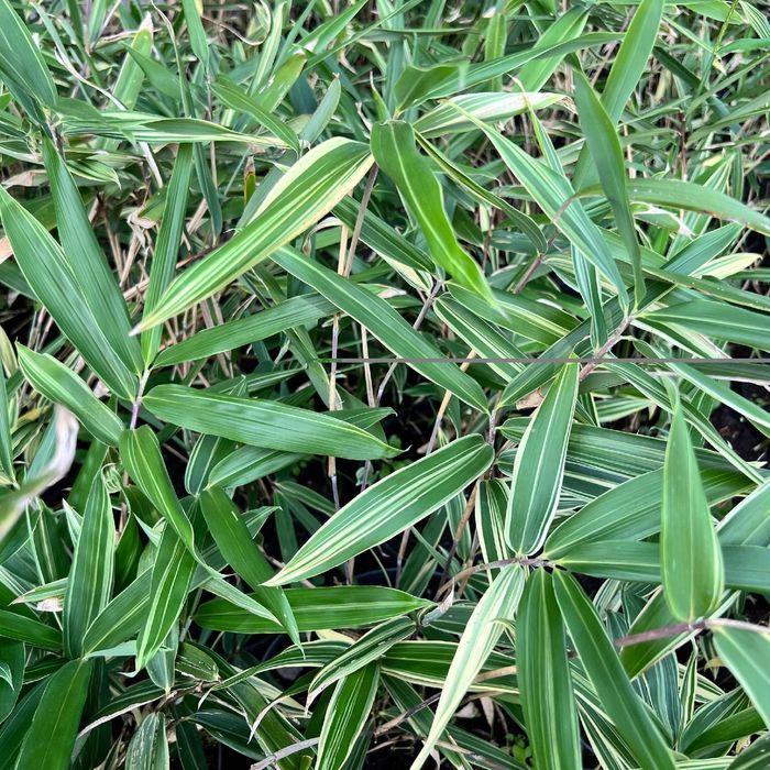 Bambus miniaturowy mrozoodporny DONICZKA 5L (Pleioblastus variegatus)