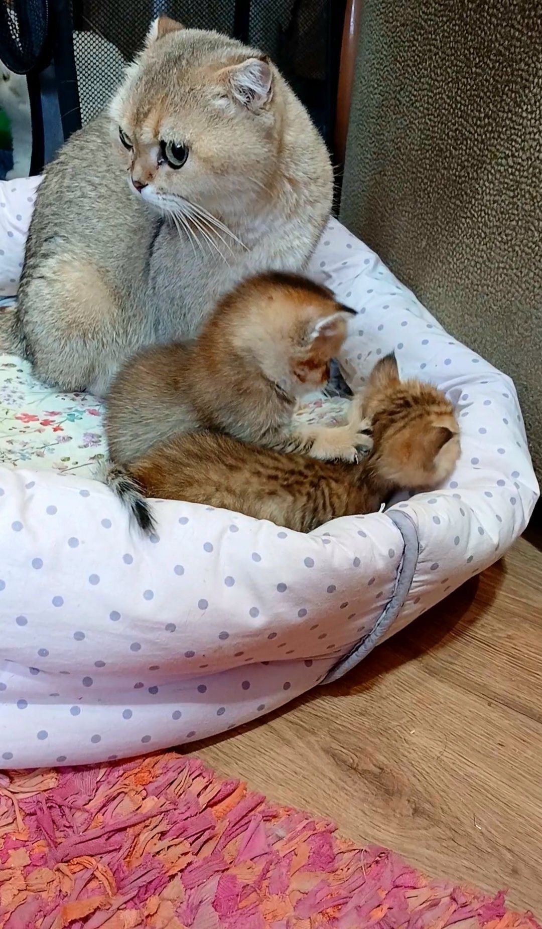 Котодім пропонує шотландців