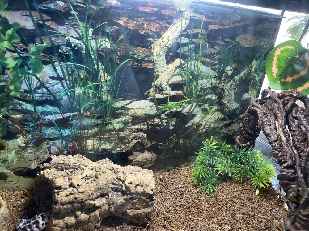 Terrarium dla gekona/węża/innego gada 60x25x38(h)