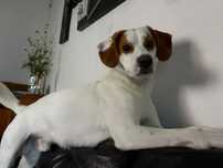 Cão de porte médio
