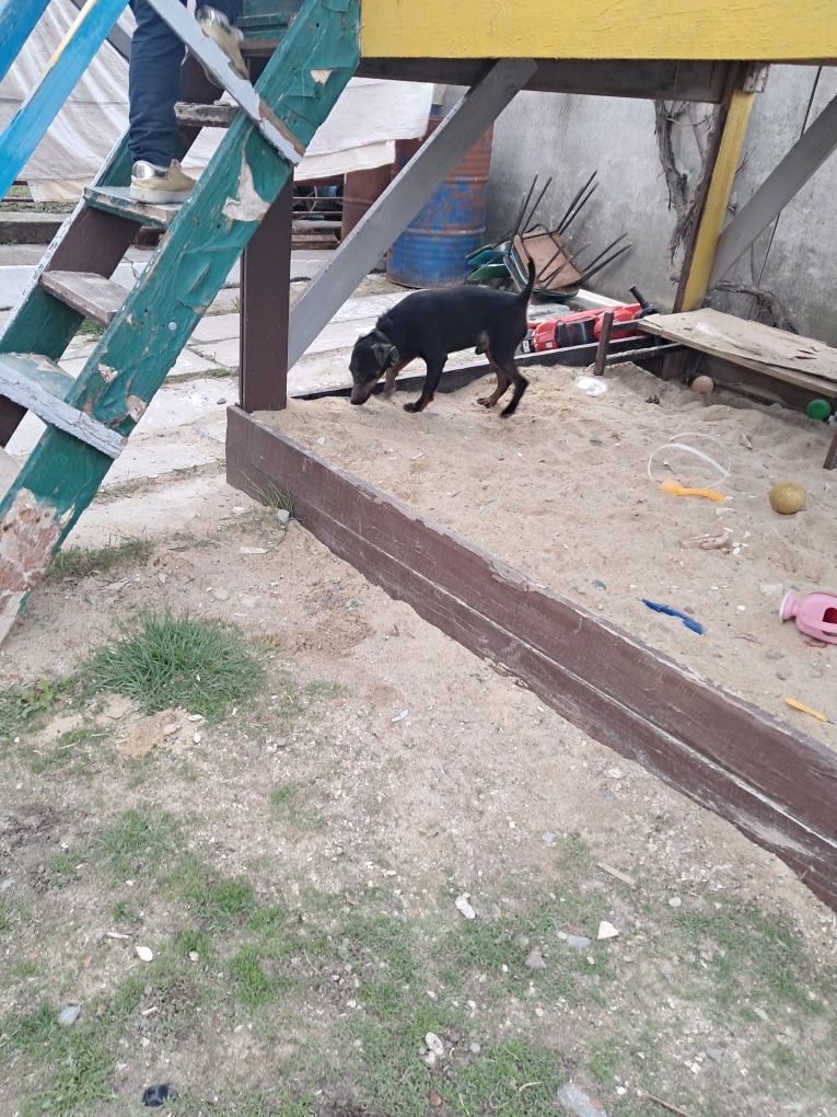 Продам Ягтерєра або Вязка