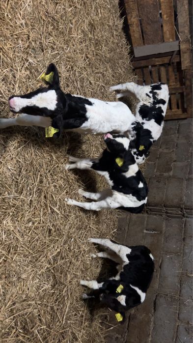 Cielaki byczki 3 tygodniowe 6 sztuk