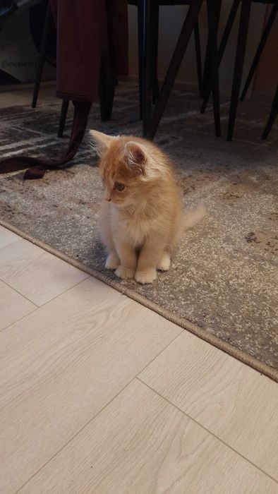 Котик в добрі руки