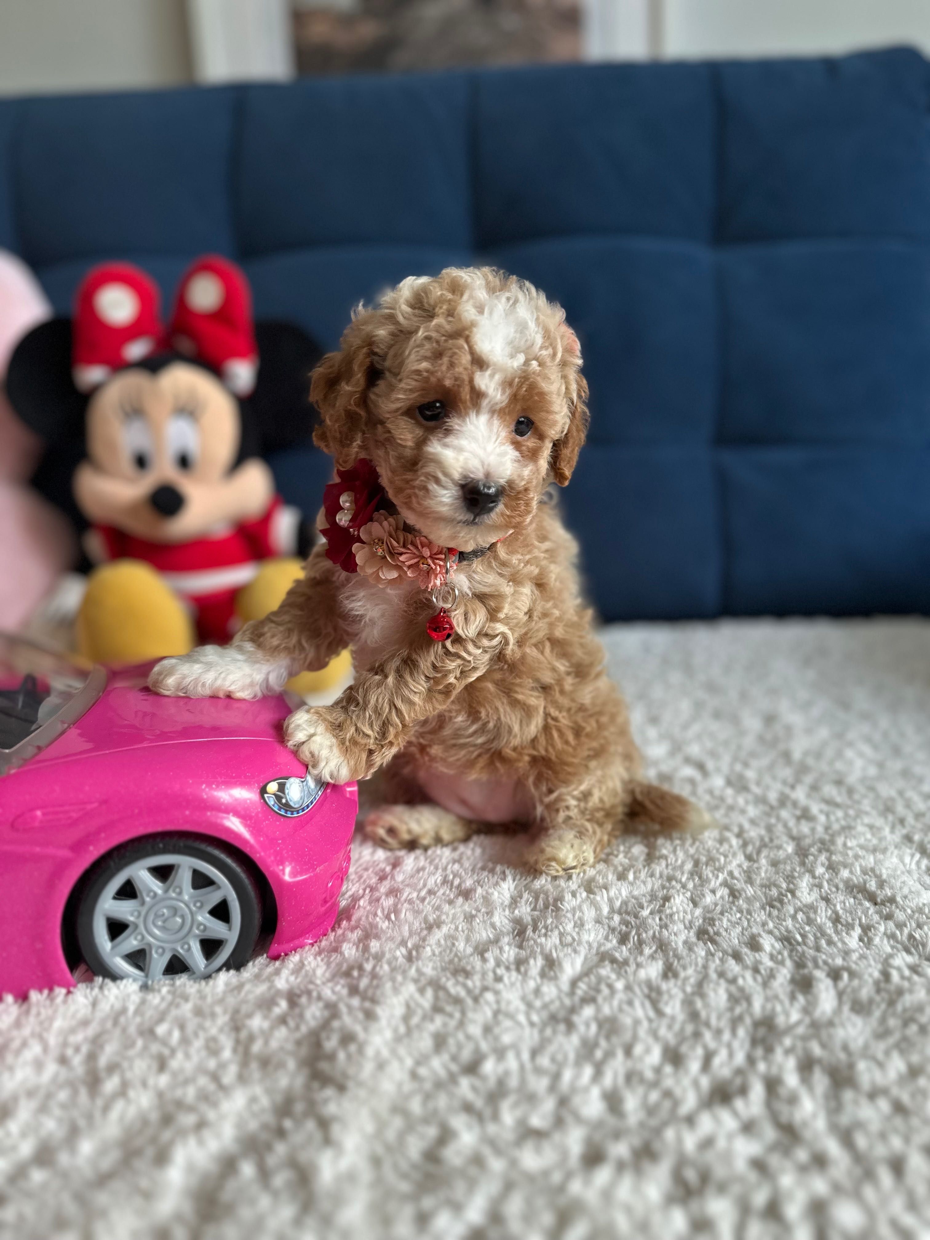 Śliczna Suczka Maltipoo!