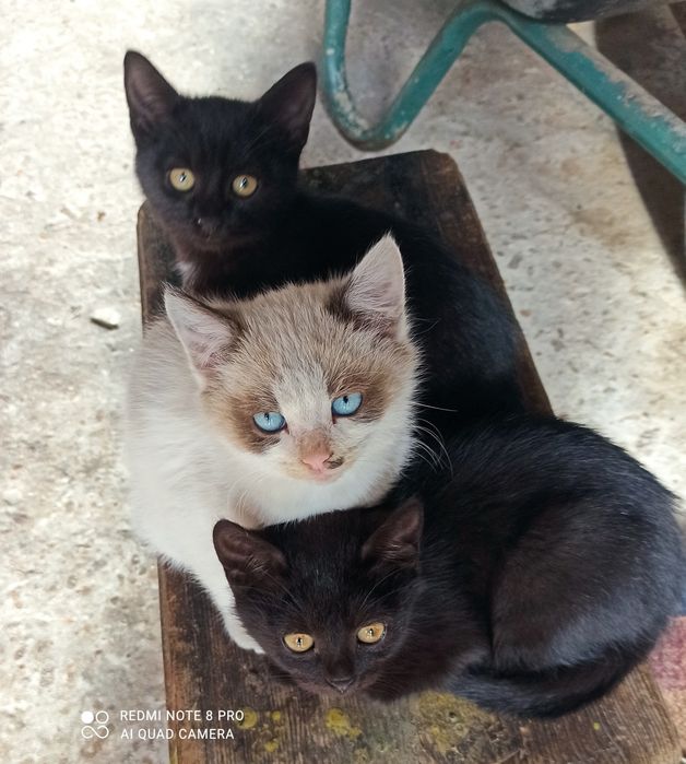 Віддам кошенят в добрі руки