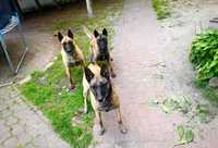 Owczarek belgijski - MALINOIS