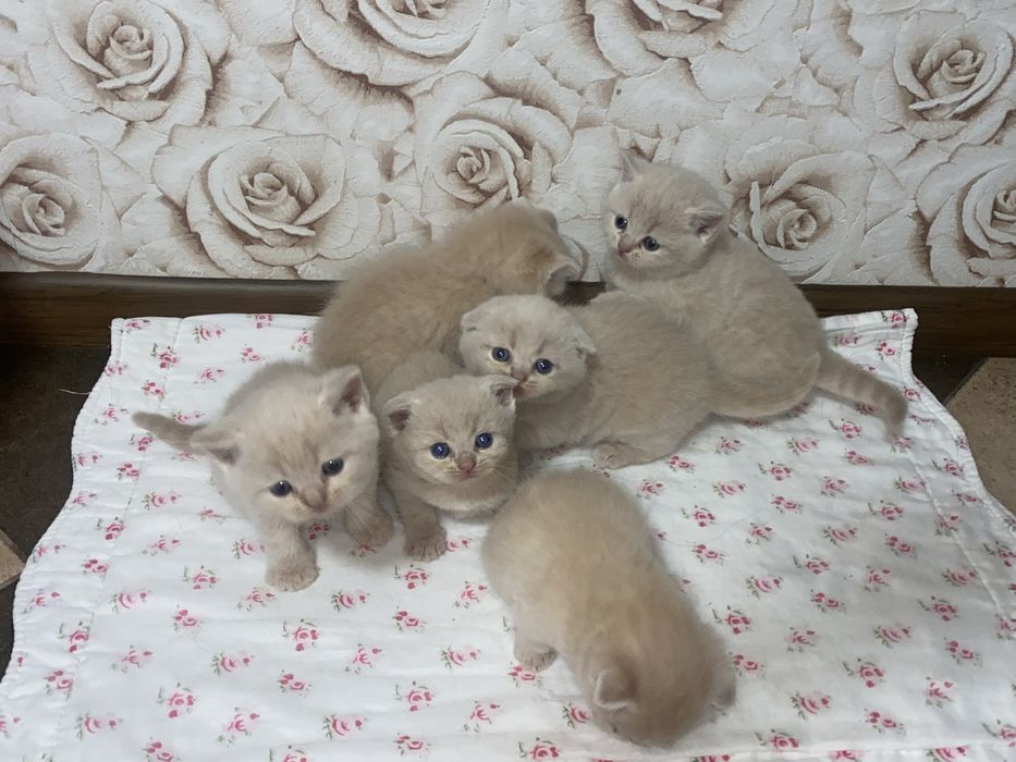 Продається котинята