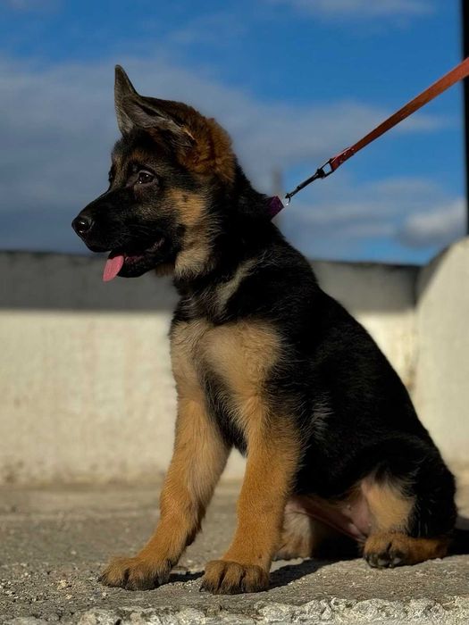 Цуценята німецької вівчарки