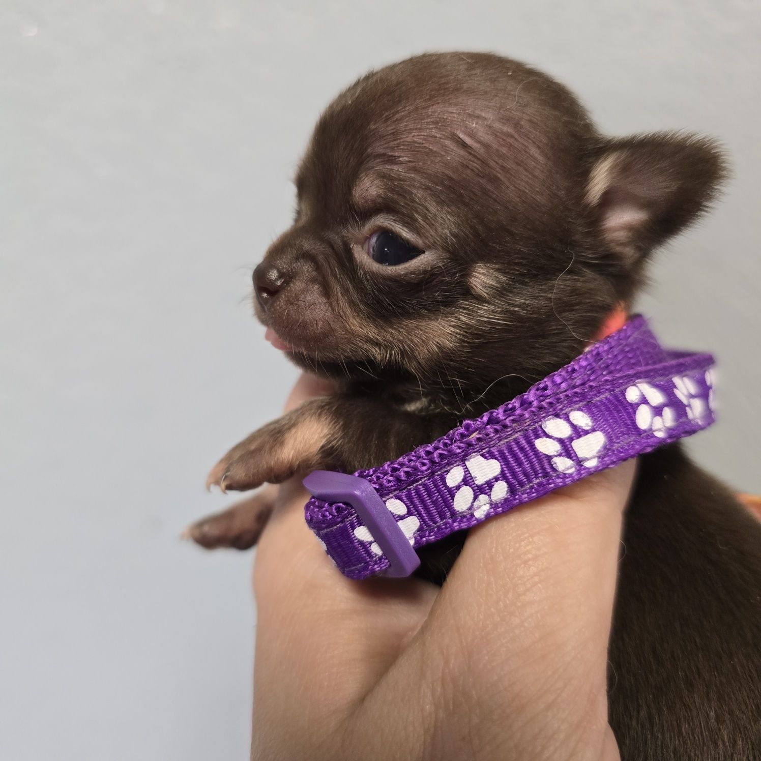 Chihuahua samiec czekoladowy podpalany xs