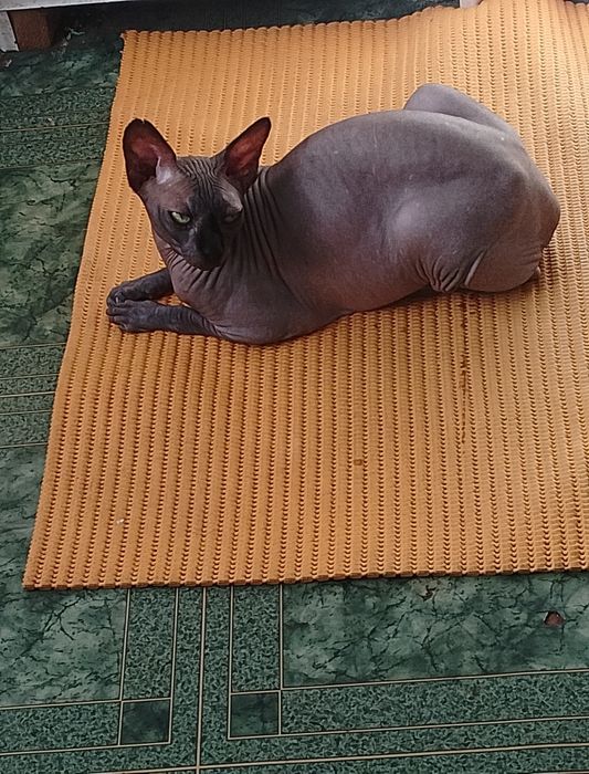 Отдам бесплатно кошку сфинкс