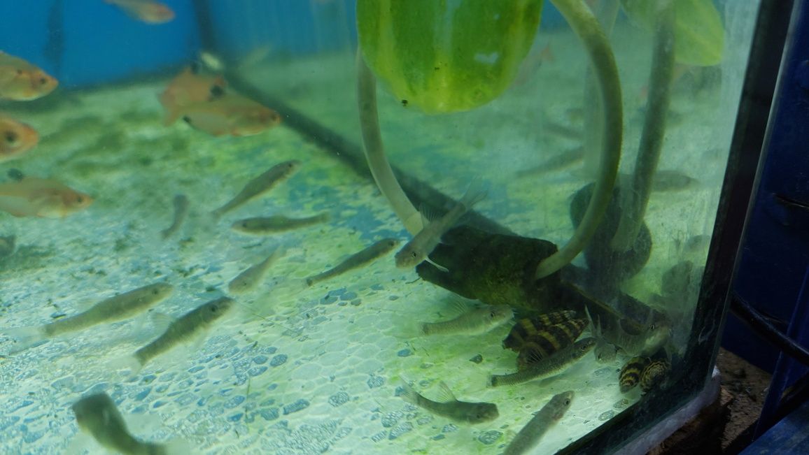 Ślimak do akwarium - Helenka (Anentome Helena) - zjada zatoczki