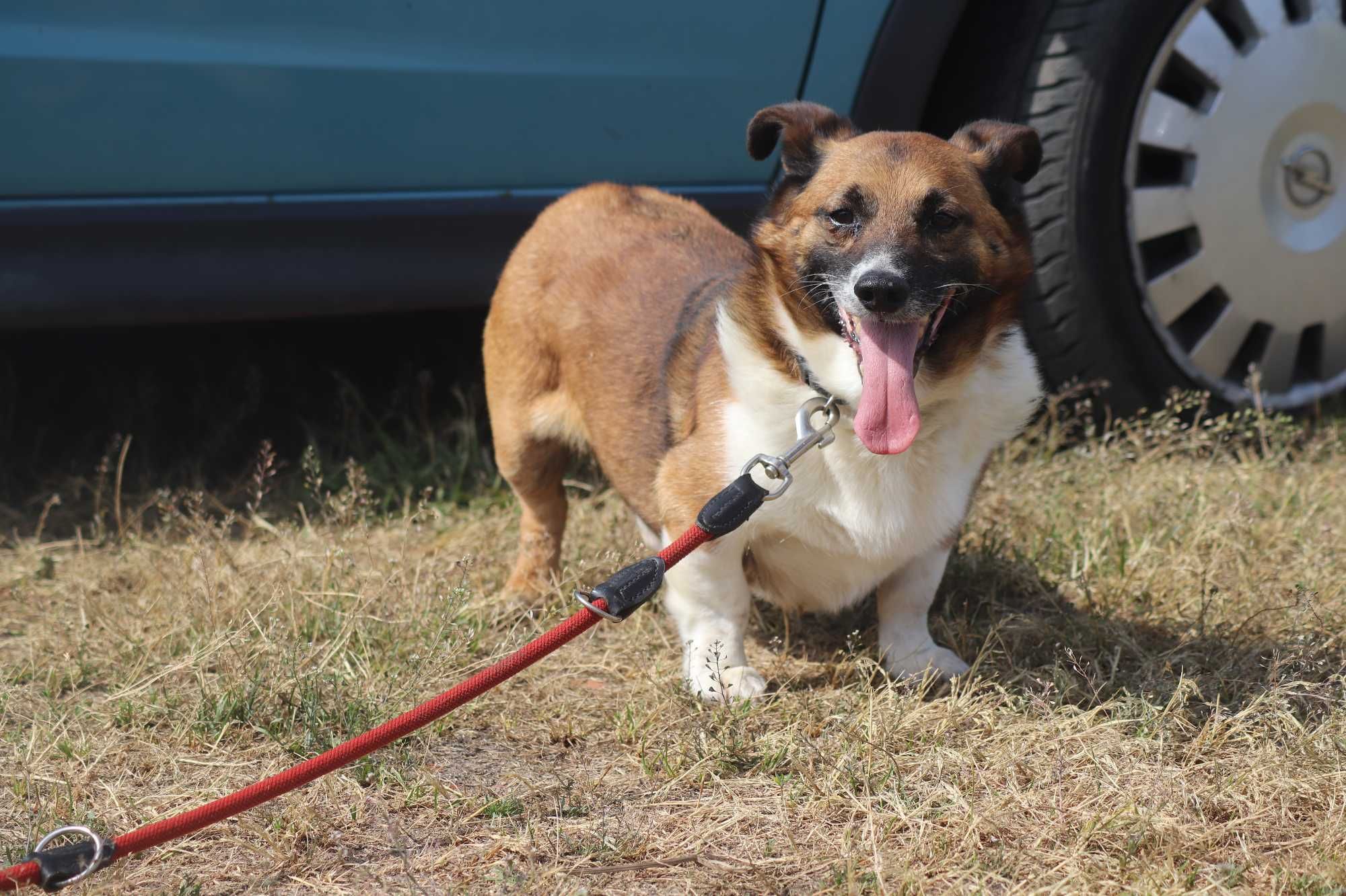 Bolo - delikatny psiak do adopcji - szuka domu