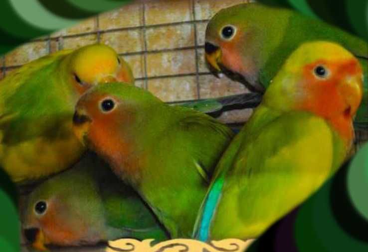 Волнистые неразлучники молодые попугаи