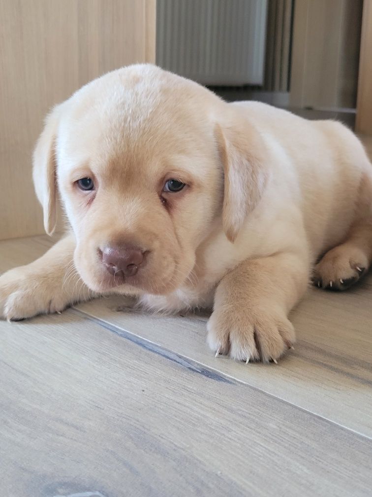Labrador Retriever Biszkopt Piękny