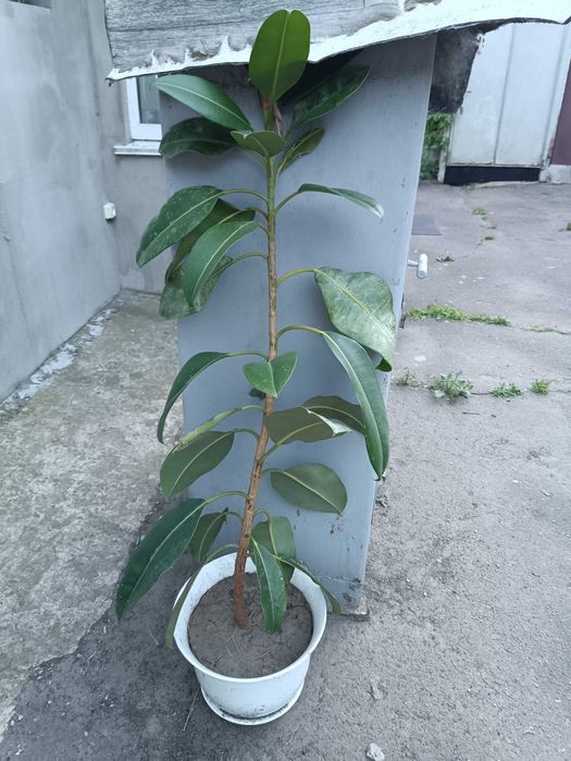 Фикус шикарный  большой 1,7 м