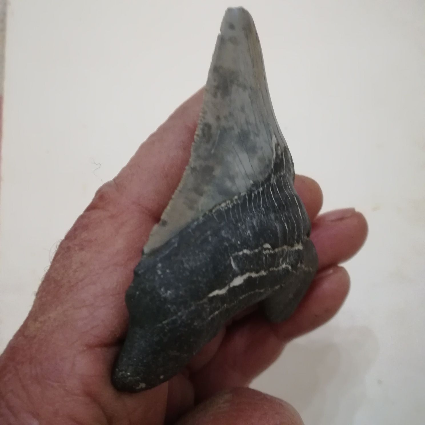 Fóssil dente de megalodon