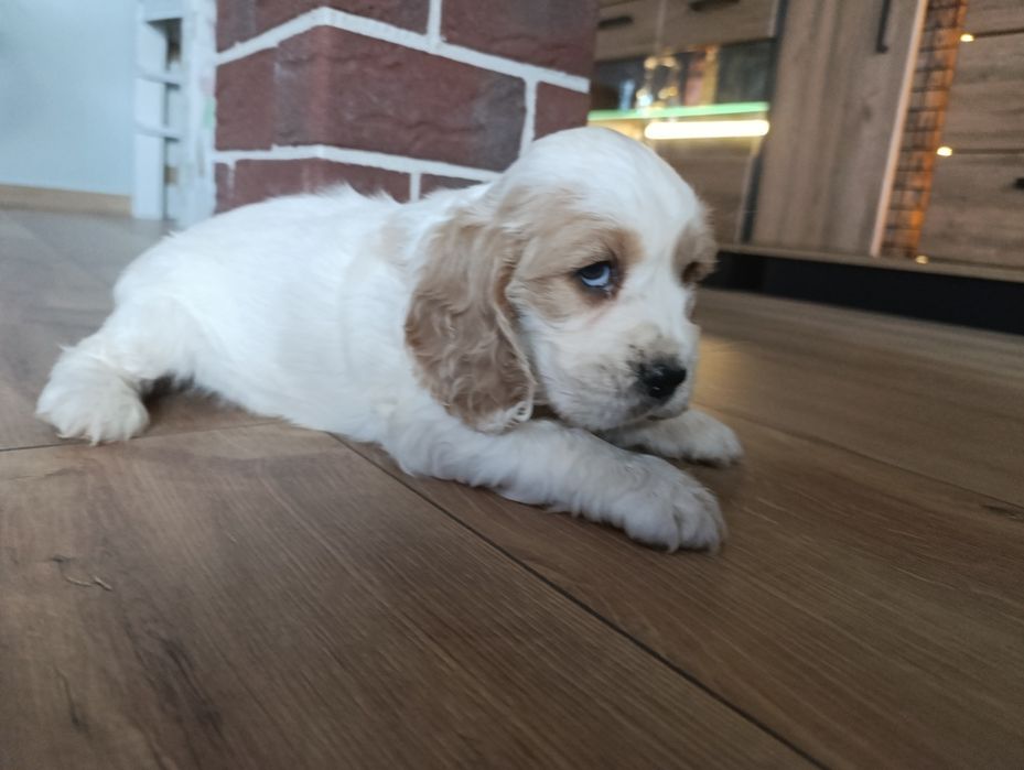 Cocker spaniel angielski.pieski