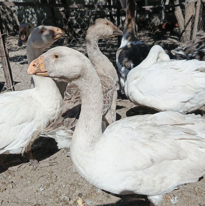 Продам гусей Тульські Горбоносі (Комогори)