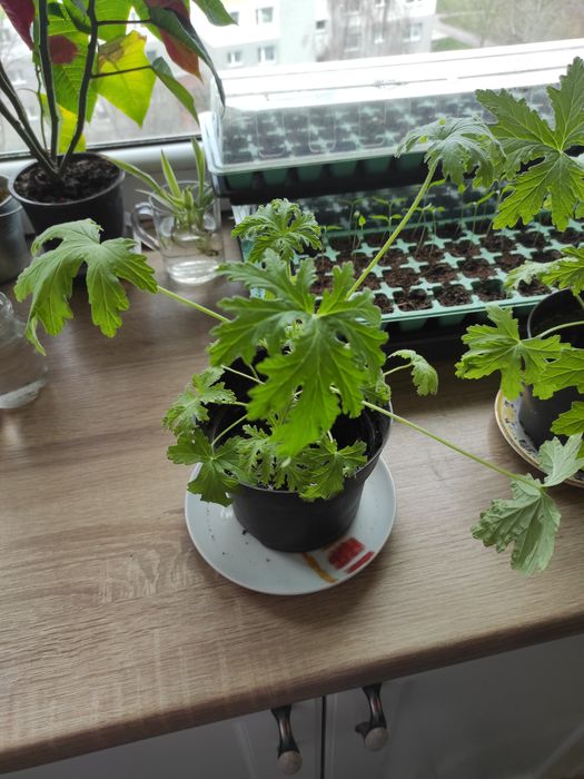 Geranium -anginks