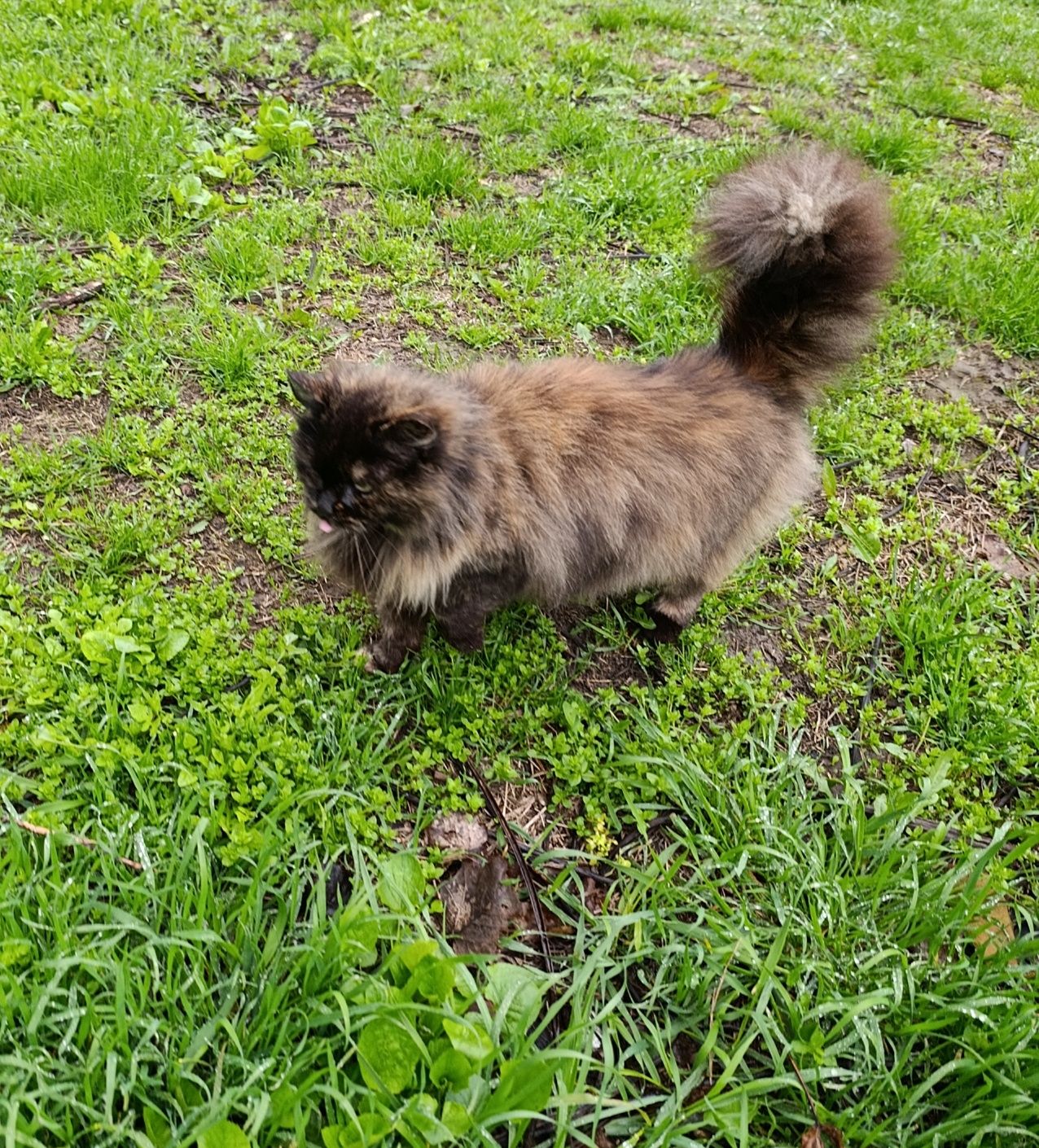 Кошечка в хорошие руки