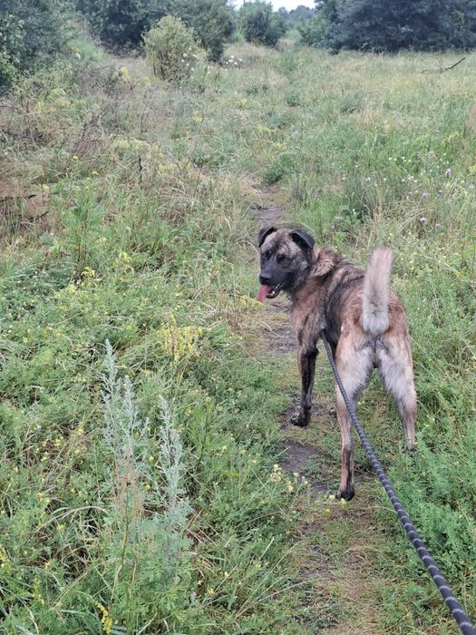 Elmo, około 2 lata szuka kochającego i bezpiecznego domku