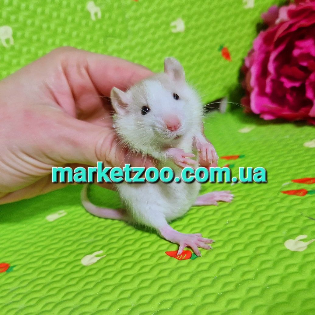 Криси щури щурики Дамбо та Дамбо рекс