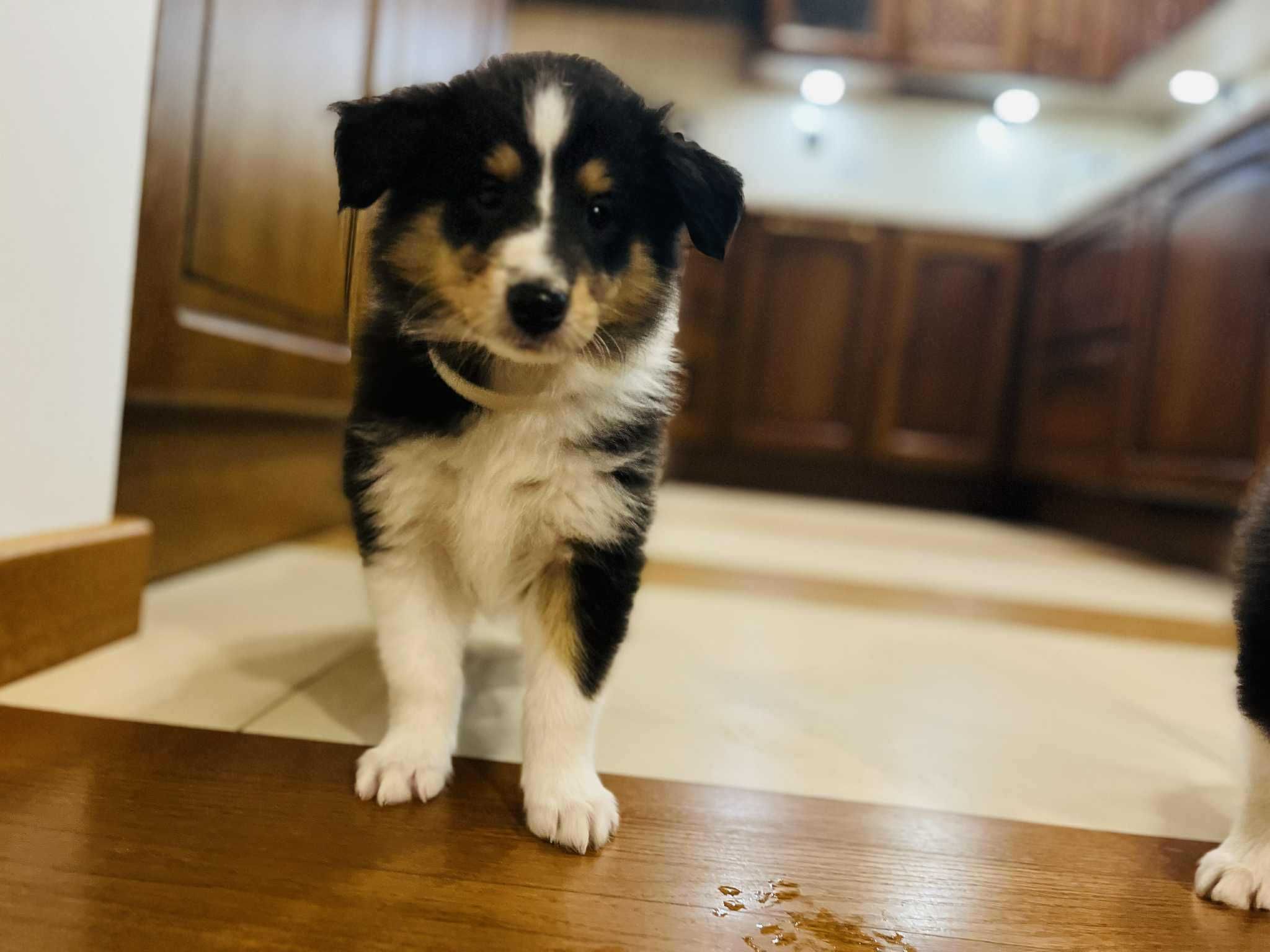 Szczeniak suczka Owczarek szkocki długowłosy - Collie (rezerwacja)