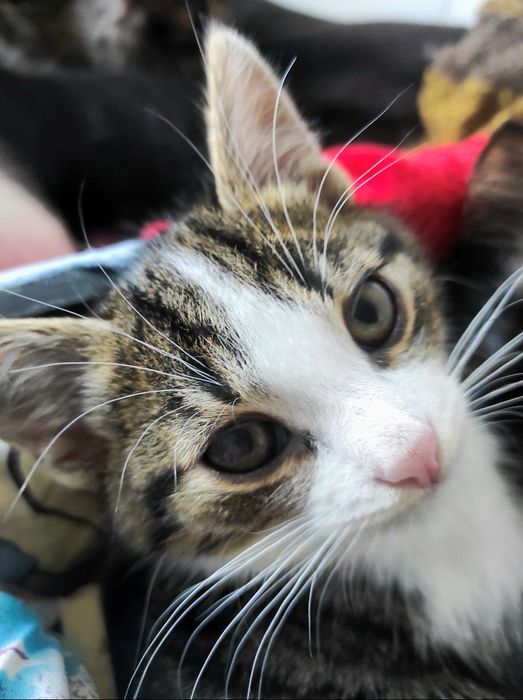 Кіт, котик в добрі руки. Кот, котёнок мальчик.