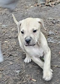 Amerykański Pitbull Terrier - szczeniak samiec