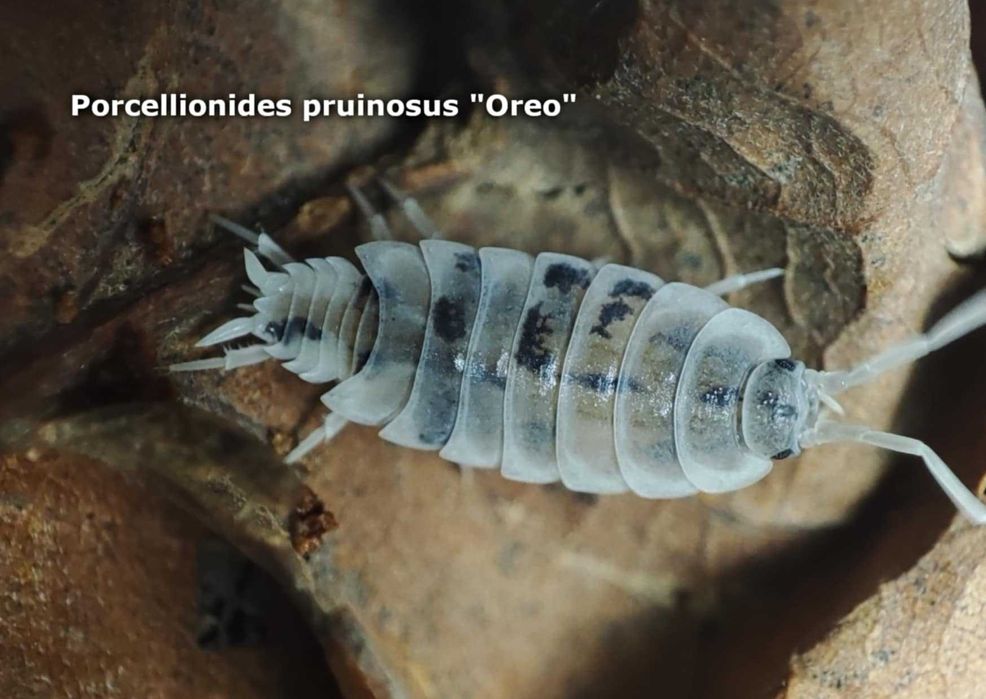 isopody, skoczogonki, ekipa sprzątająca