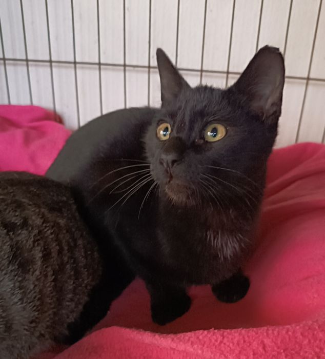 Gatinhos para adoção