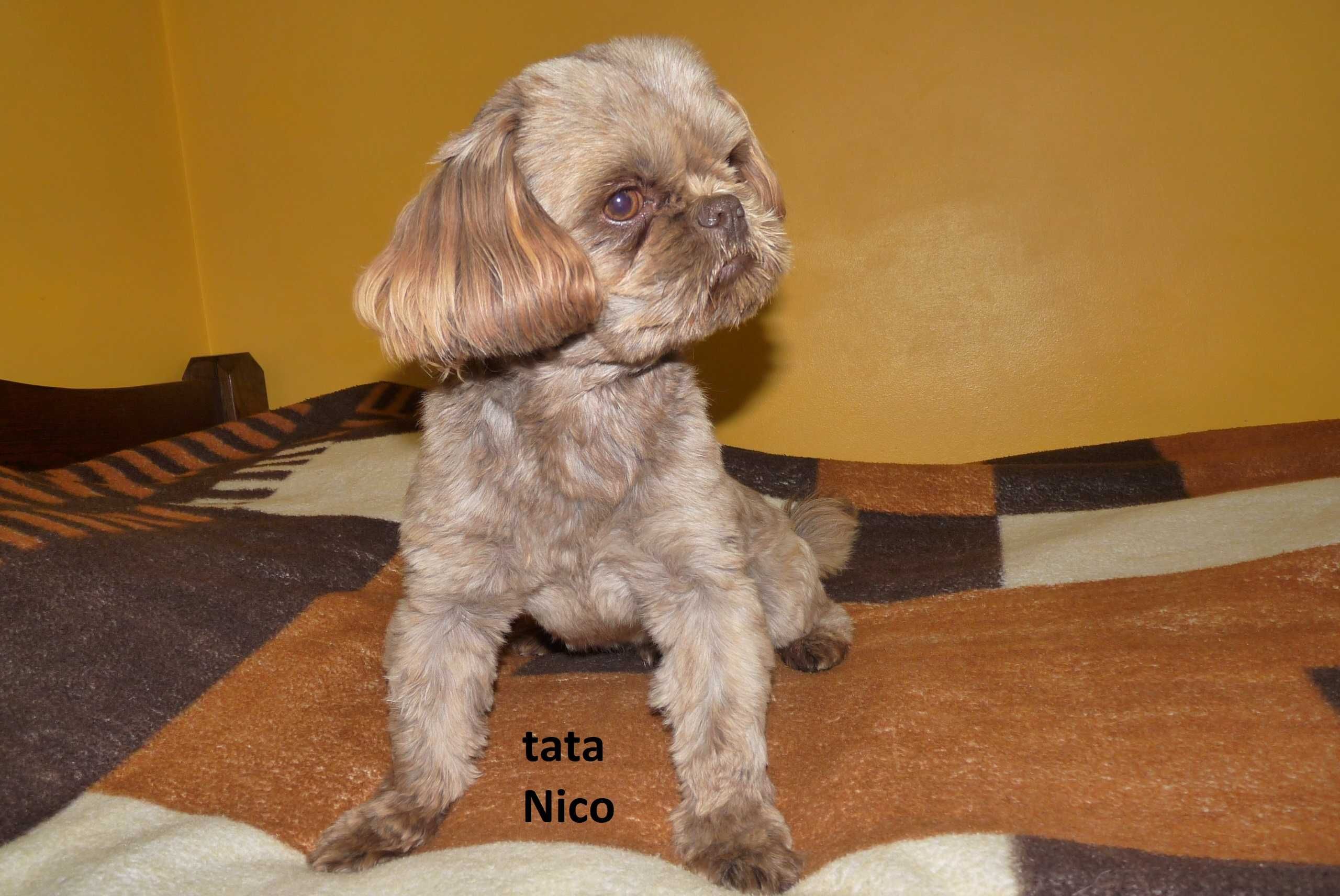 Shih Tzu, piesek Teo do odbioru od 9 sierpnia.