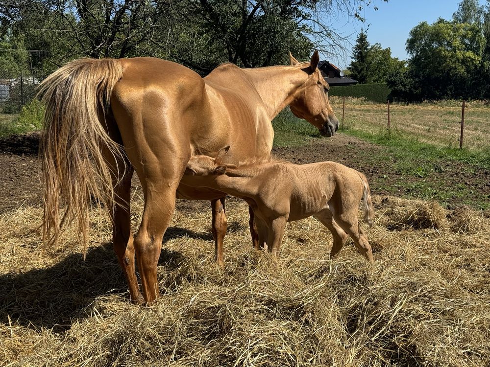 Klaczka AQH PALOMINO z rzadkim rodowodem