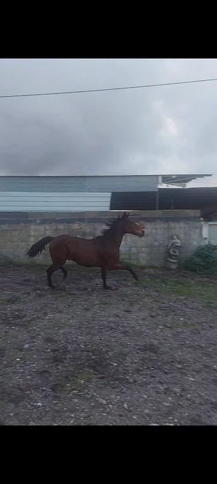 Vendo cavalo montado