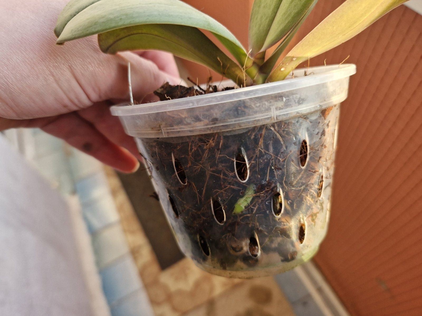Орхідея фаленопсис Phal. An Tai Jade