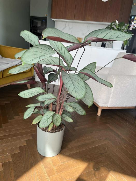 roślina kwiat  Ctenanthe Greystar / Oppenheimiana, wysokość 105 cm