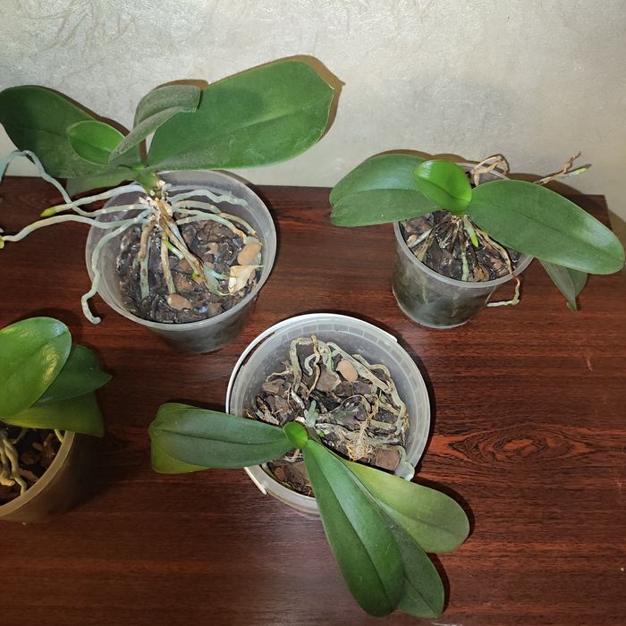 Маленька орхідея