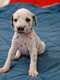 Dalmata com Pedigree