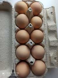 Продам свіжі домашні курячі яйця