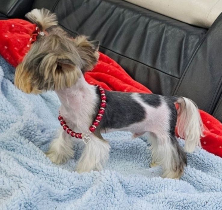 Malusieńki tylko 1.2kg!!! unikatowy pieseczek Biewer Terrier