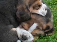Beagle szczeniak, prawdziwy rodowód ZKwP