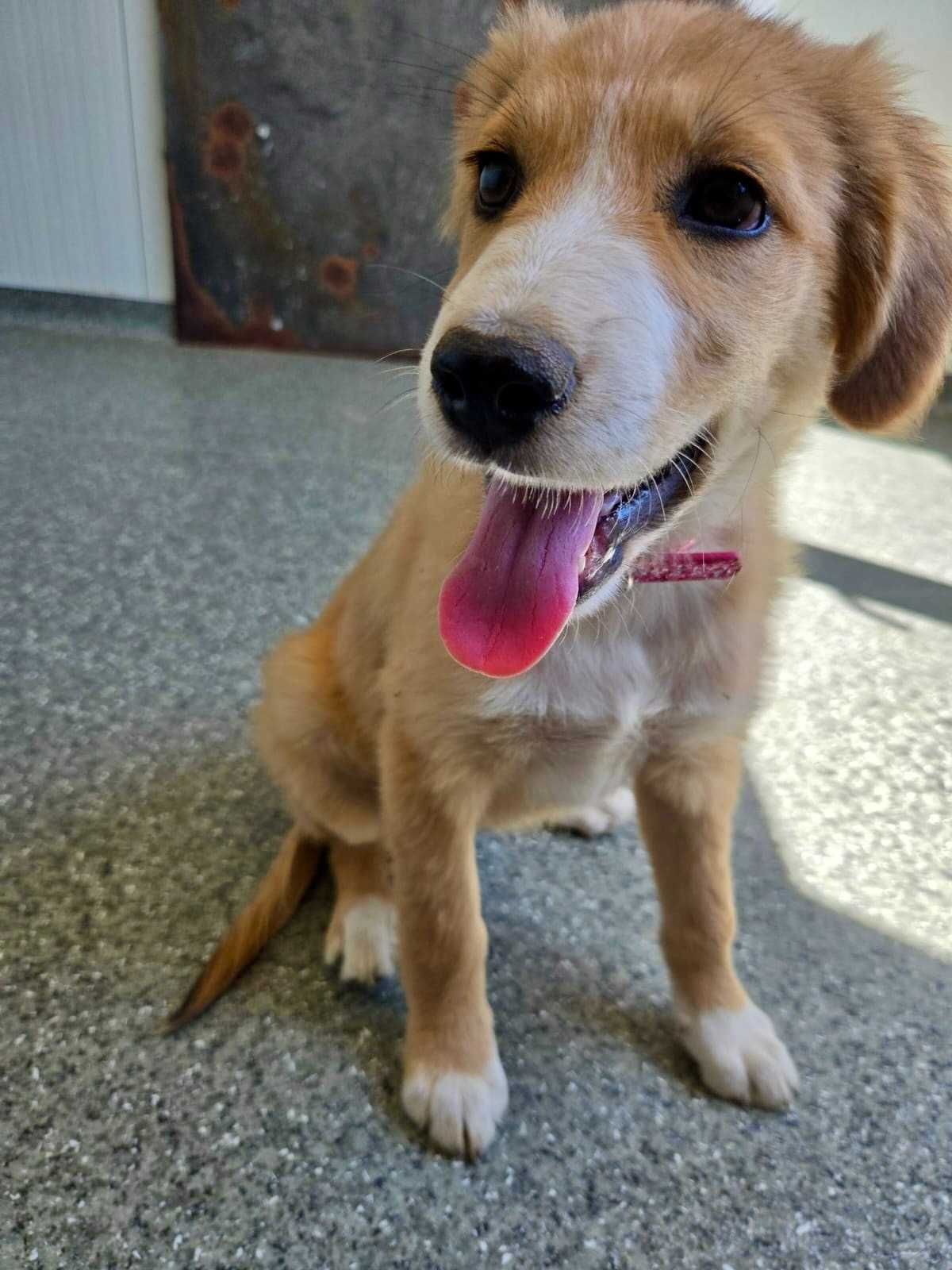 PISTACJA 4  mies sunia do adopcji uratowana w Bułgarii