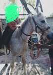 Cavalo castrado bem montado